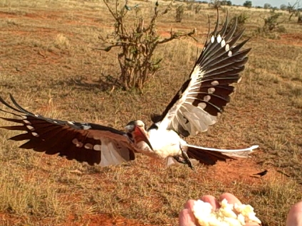 Hornbill