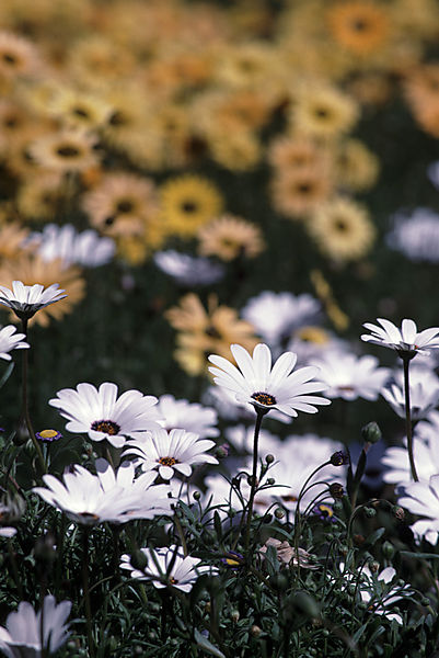 African daisies