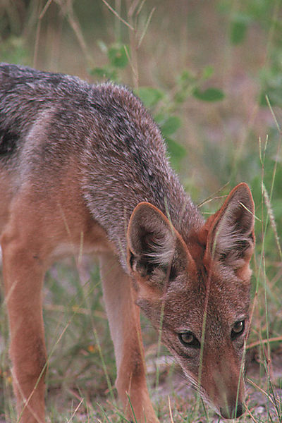 Black-backed Jackal