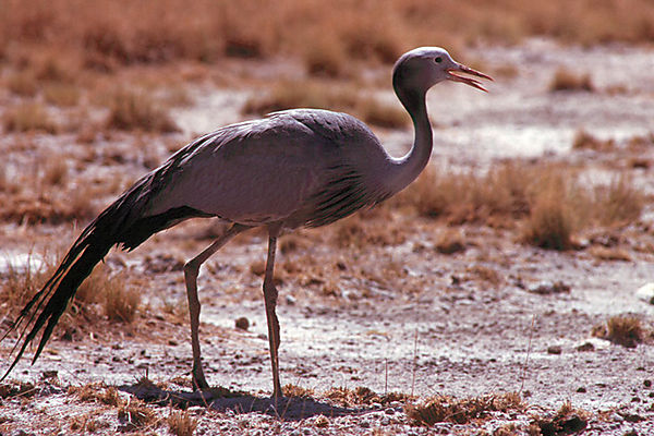 Blue Crane