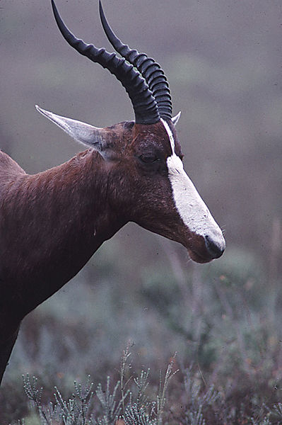 Bontebok