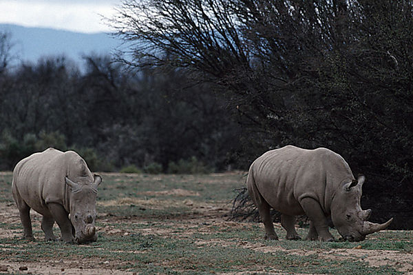 Breeding Pair Of  White Rhinos At Private Game Ranch