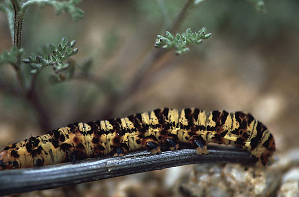 Caterpillar, Goegap Nature Reserve