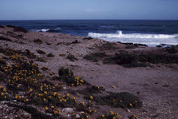 Coastal fynbos