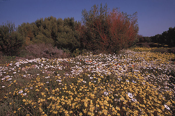 Daisies, Goegap Nature Reserve