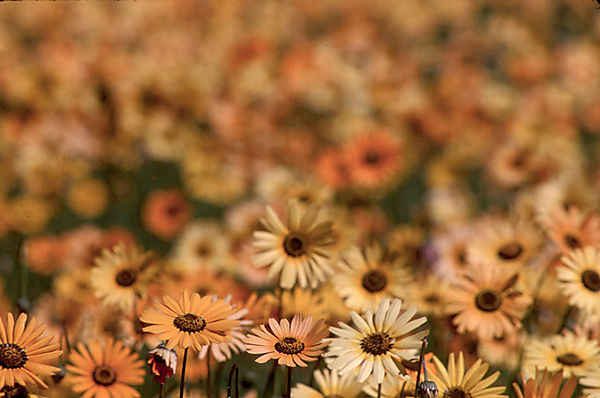 Daisies, Skilpad Nature Reserve