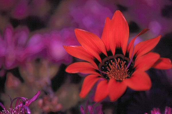Daisy