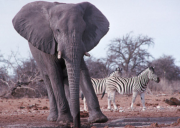 Elephant And Zebra
