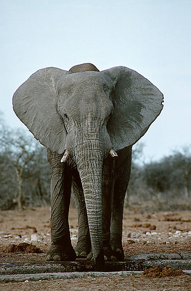 Elephant At Man-made Waterhole