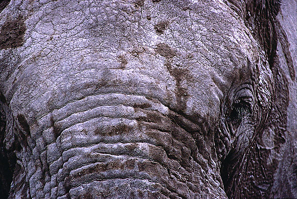 Elephant Close-up