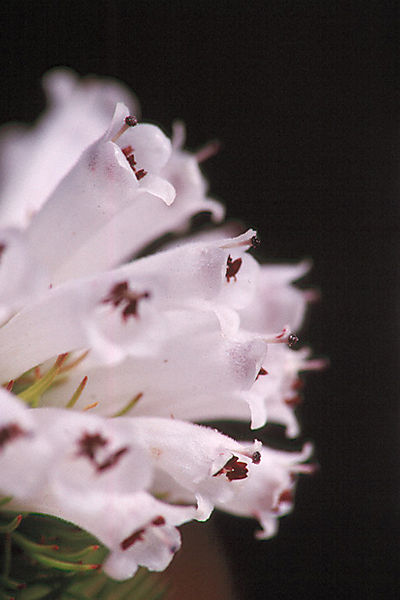 Ericaceae Species, Paarl Mountain Nr