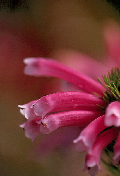 Ericaceae Species, Paarl Mountain Nr