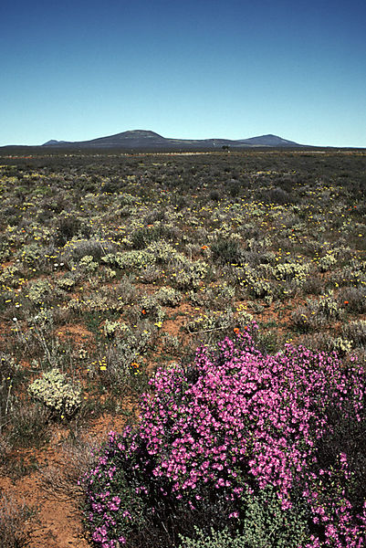 Flowering bush on the veldt