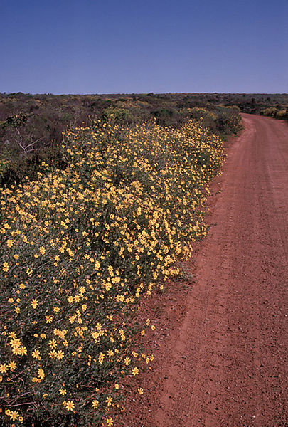 Fynbos Along The Road