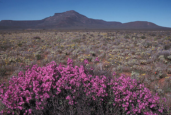Fynbos Near Calvinia