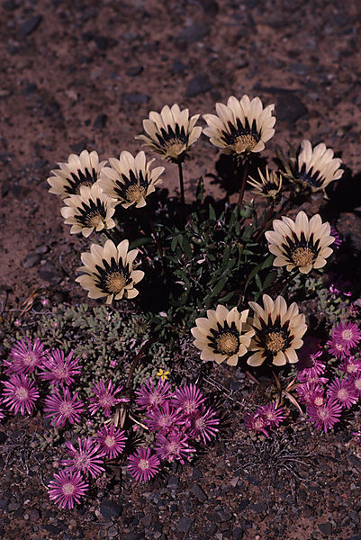 Gazanias and mesembs, somewhere in the Western Cape
