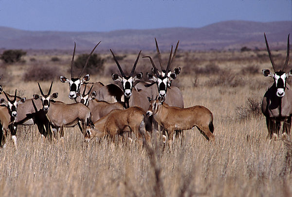 Gemsbok Herd