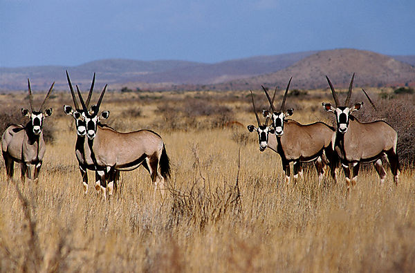 Gemsbok Herd