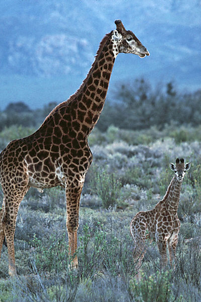 Giraffe And Calf