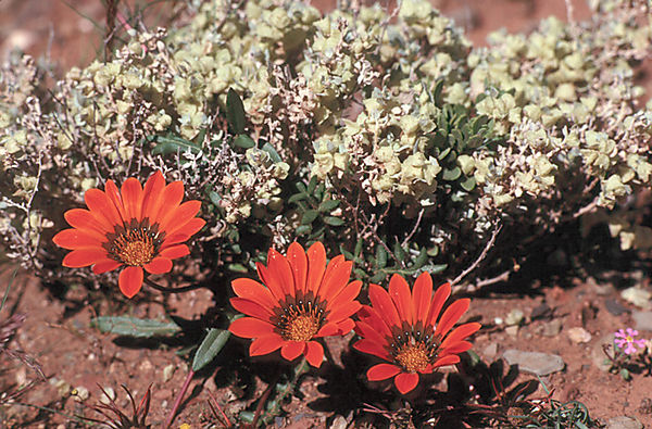 Goegap Nature Reserve