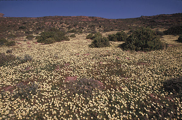 Goegaph Nature Reserve