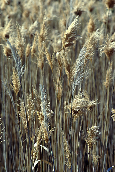 Grass heads