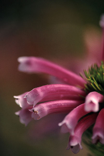 Heather, or ericaceae, species