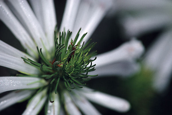 Heather, or ericaceae, species