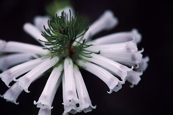 Heather, or ericaceae, species