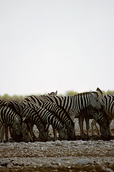 Herd At Man-made Waterhole