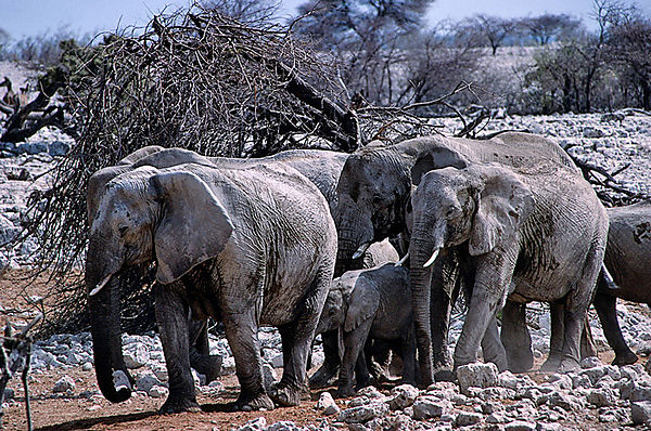 Herd On The Move