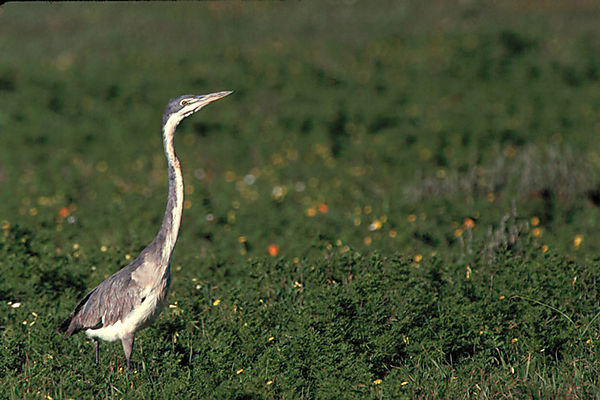 Heron