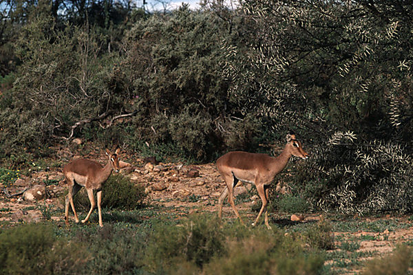 Impala