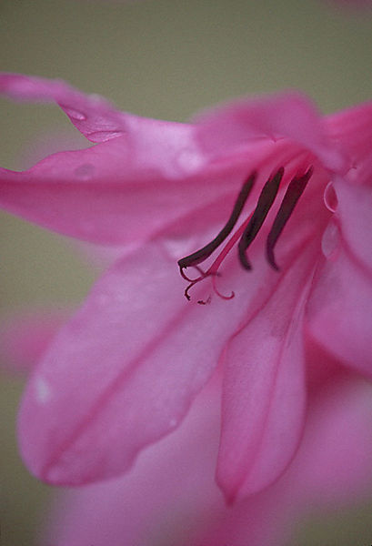 Lily, Paarl Mtn. Nr