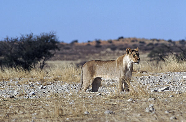 Lioness, Kagalagadi Transfrontier Park