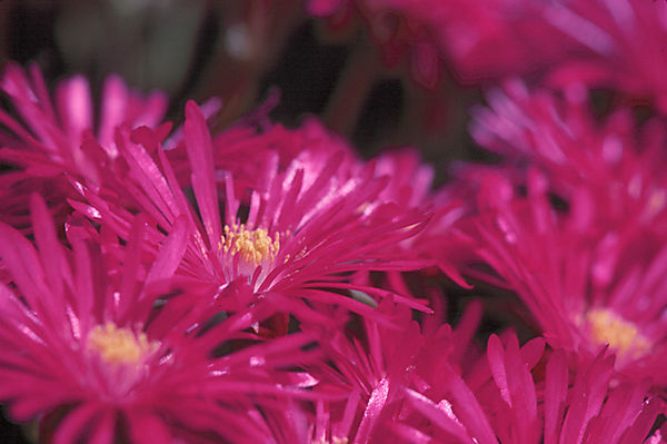 Mesembryanthemaceae Species