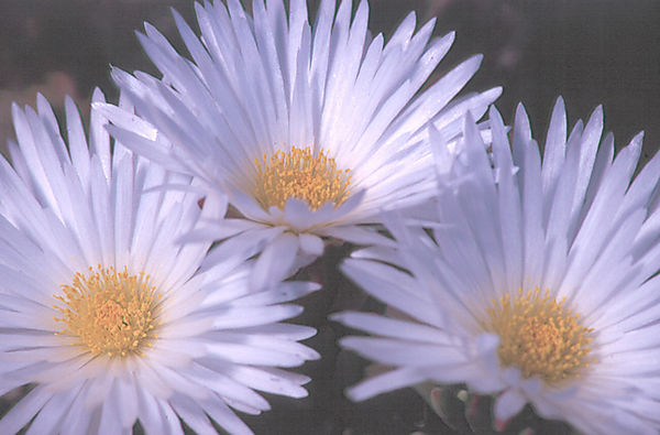 Mesembryanthemaceae Species