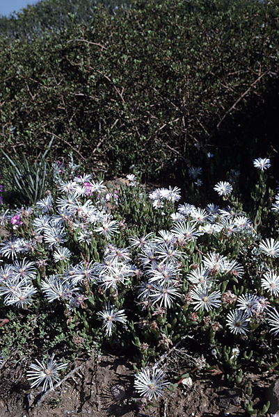 Mesembryanthemaceae species