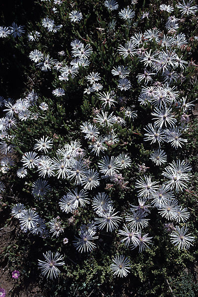 Mesembryanthemaceae species