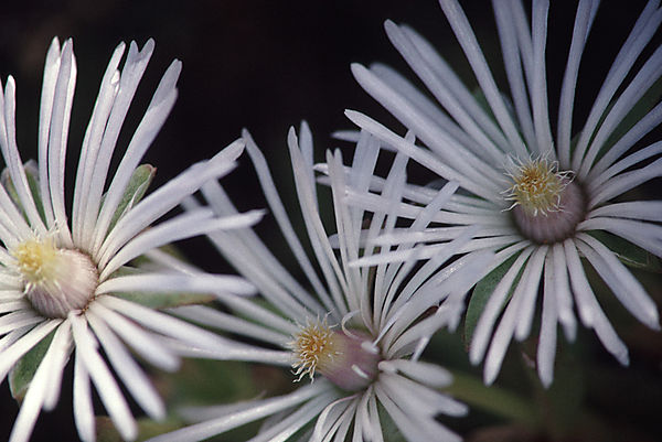 Mesembryanthemaceae species