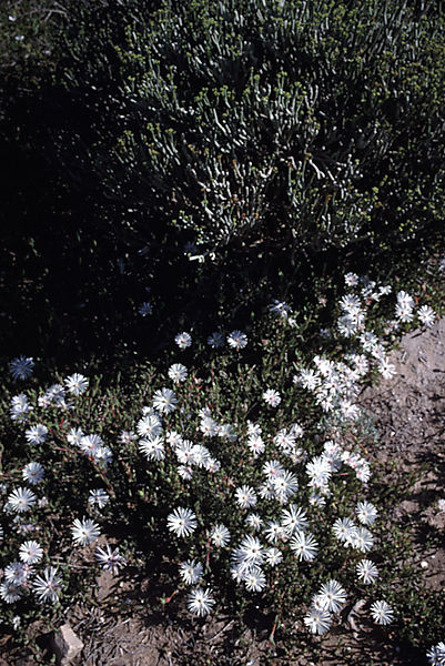 Mesembryanthemaceae species