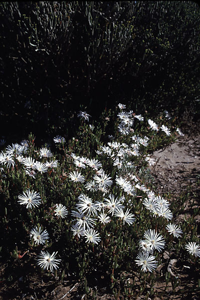 Mesembryanthemaceae species