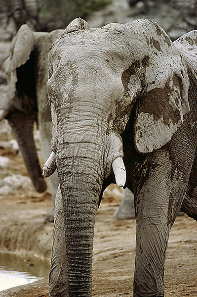 Mud Covered Elephant