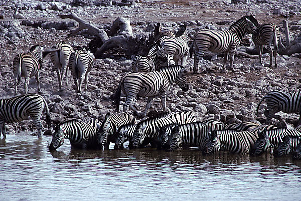 Plains zebra