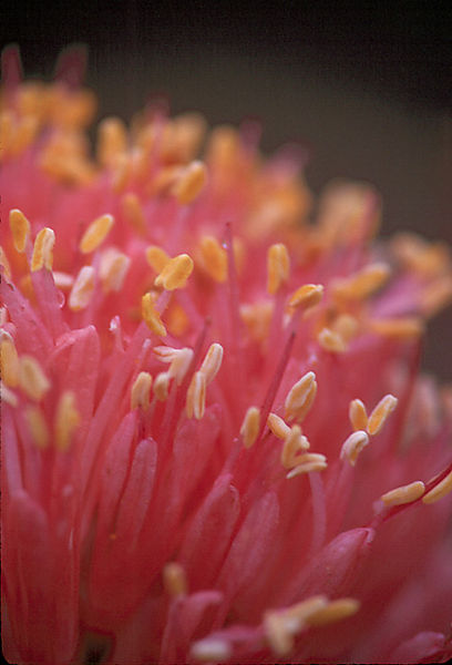 Protea