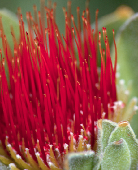 Protea, Kirstenbosch Nbi