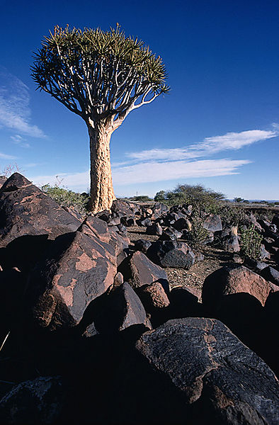 Quivertree - Aloe Dichotama