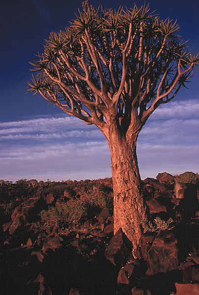 Quivertree - Aloe Dichotama