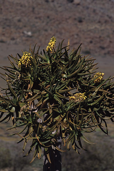 Quivertree flowers