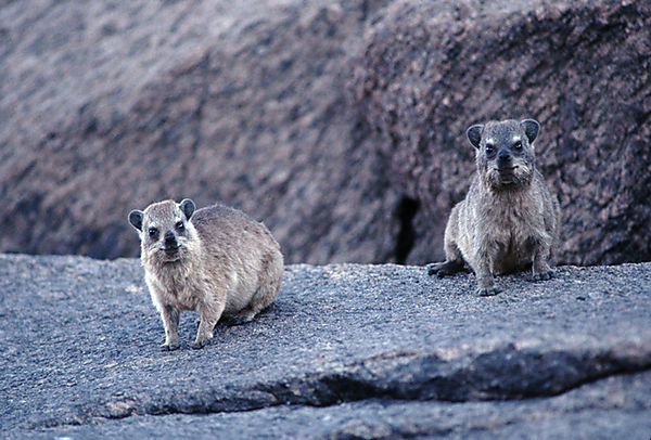 Rock Hyrax